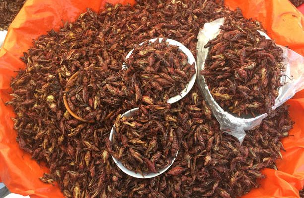 Estudiantes de Biología de la UV realizan chorizo y helado de chapulines