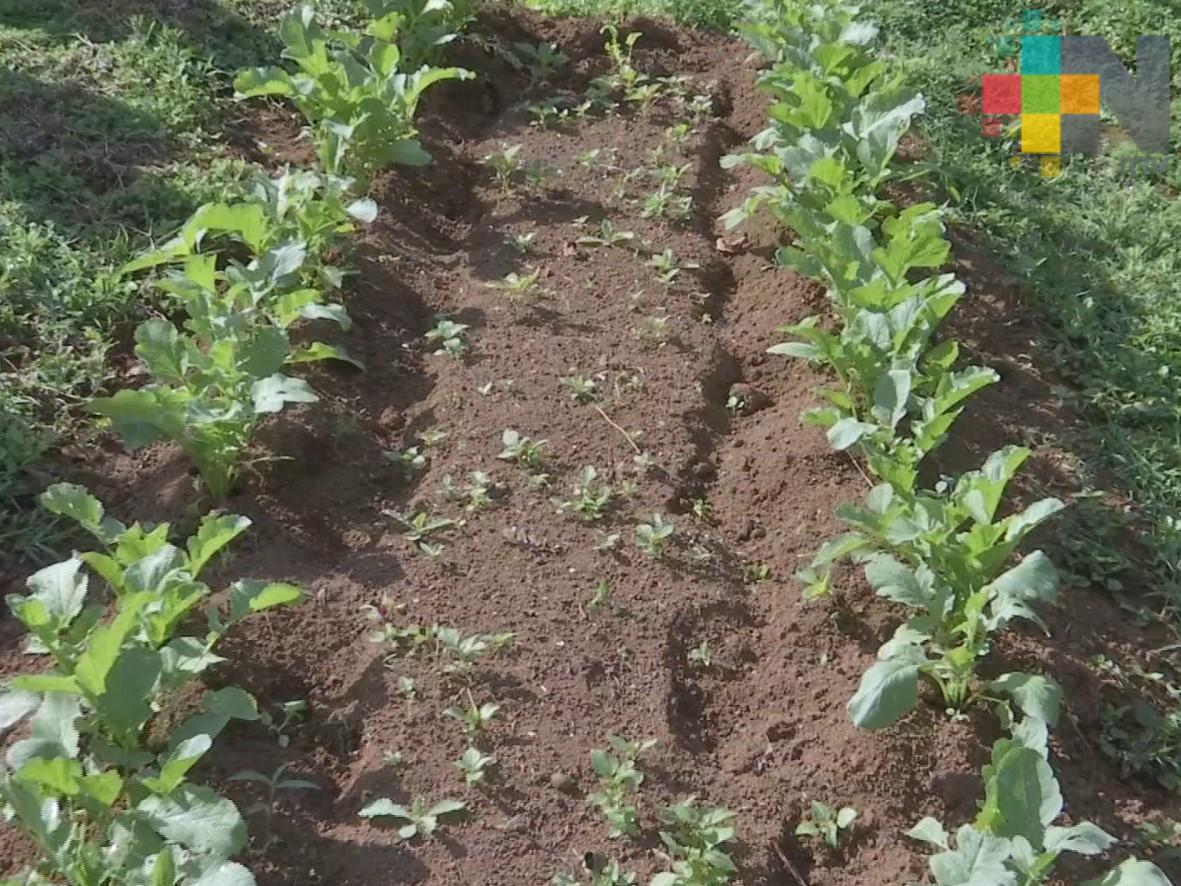 El DIF estatal entregó semillas y herramientas para huertos de traspatio en Texhuacan