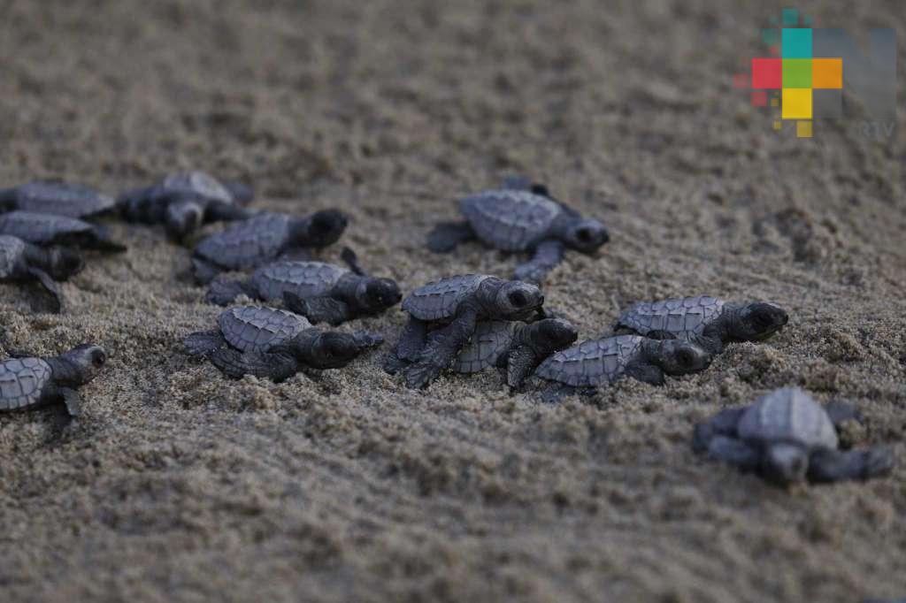 Se registraron siete arribos de tortugas marinas a la playa de Coatzacoalcos