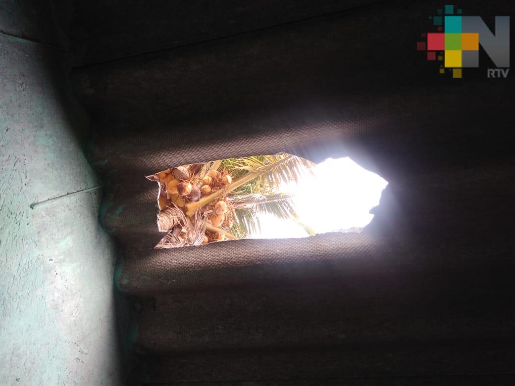 Caída de cocos rompió techo de su vivienda, solicita corte de palmera