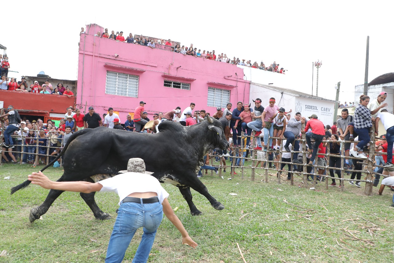 Embalse de toros en Tlacotalpan viola la Ley: Animalistas