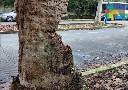 Reportan árbol a punto de caer en Xalapa