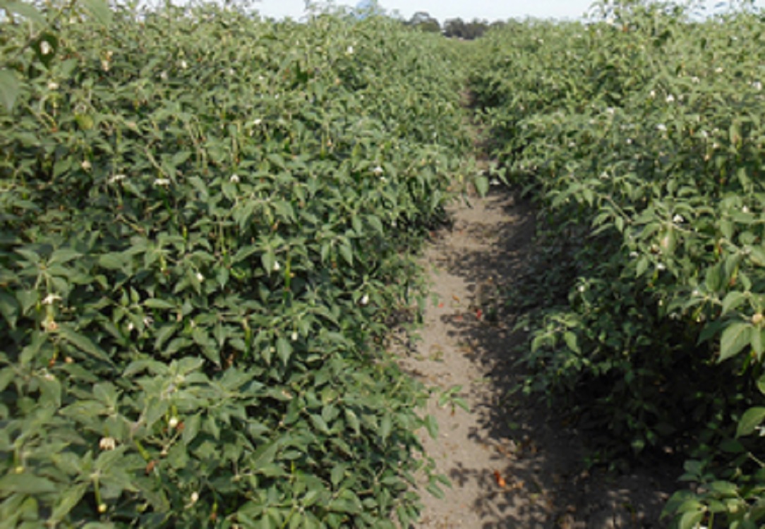 Desarrolla INIFAP chile serrano con mayor rentabilidad y resistencia a enfermedades