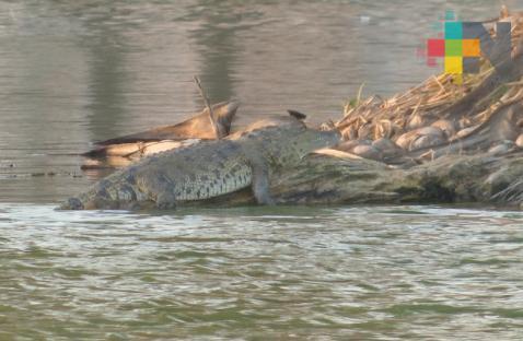 Analizan reubicar cocodrilo de laguna Malibrán