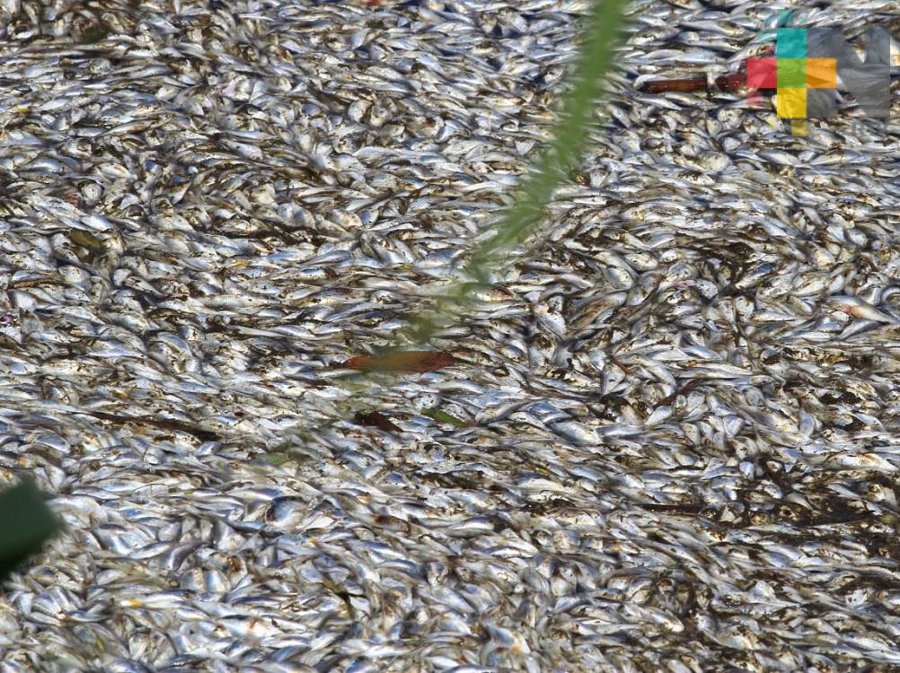 Reportan mortandad de peces en laguna Siglo XXI de Veracruz puerto
