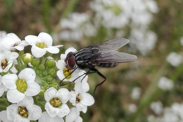 Las moscas mantienen el equilibrio ecológico de la Tierra