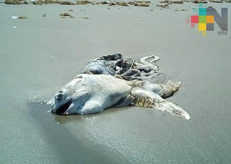 En este año, dos tortugas han aparecido muertas en las playas de Coatzacoalcos