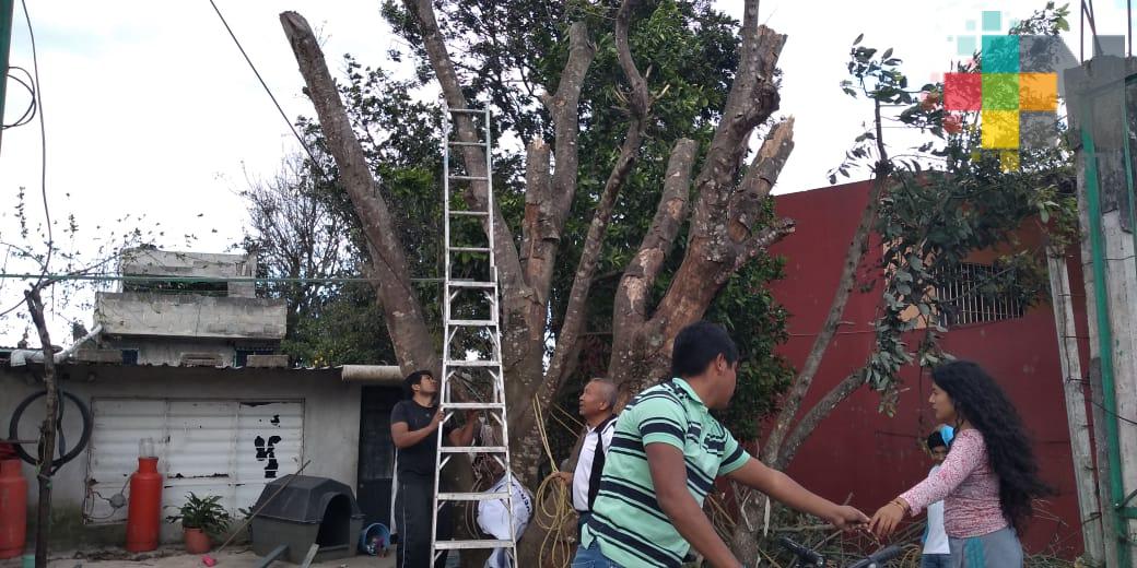 Caída de árboles deja paso del FF 36 en Xalapa