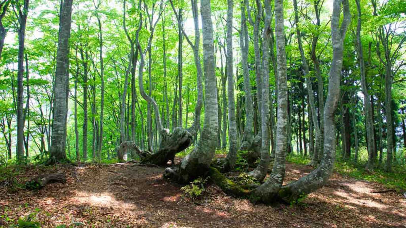 Conmemoran Día Internacional de los Bosques