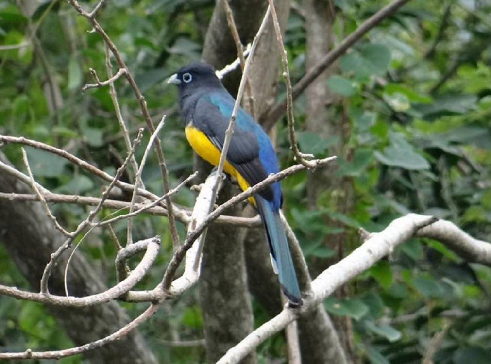 Realizarán Festival de las Aves y Humedales en localidad de La Mancha
