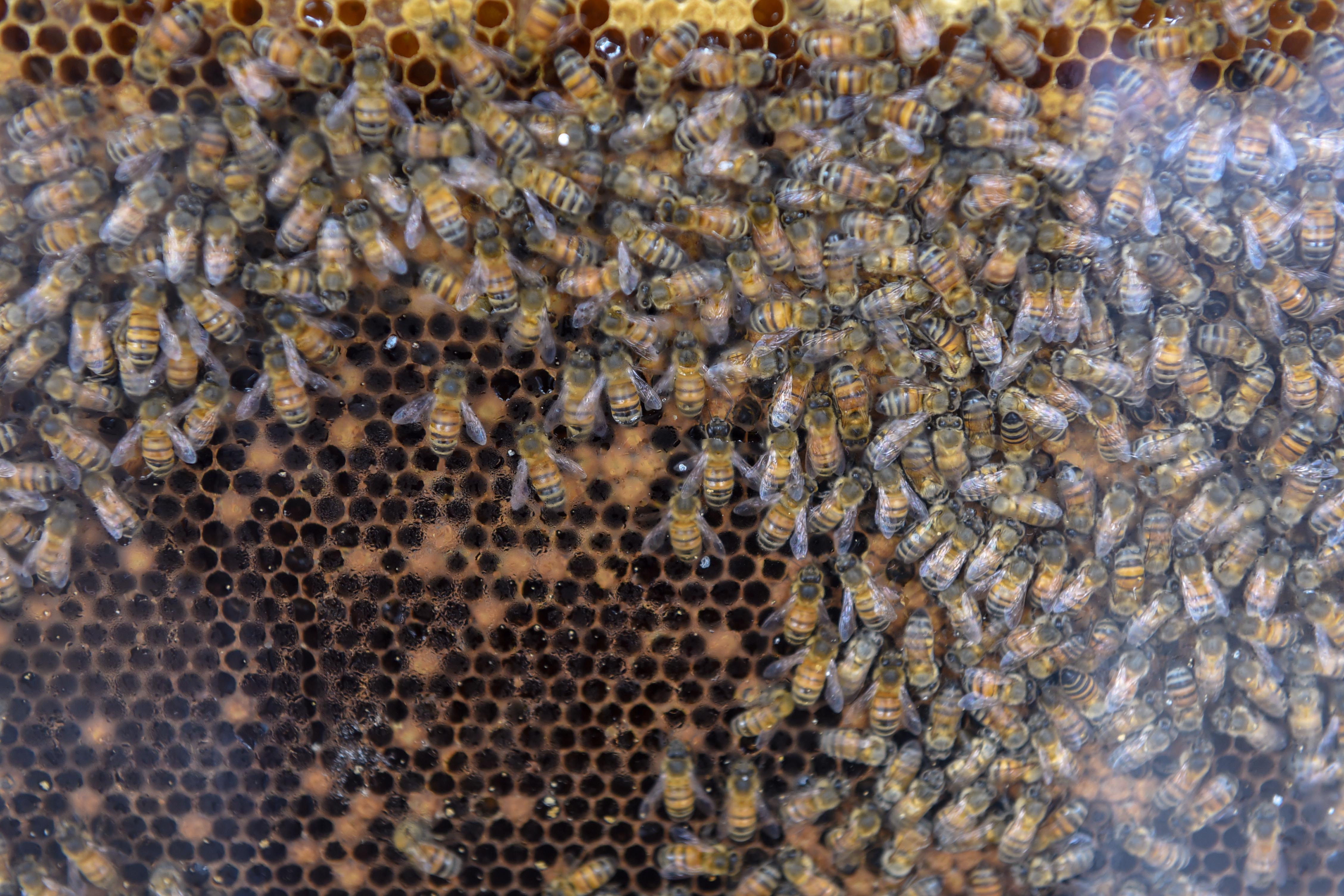 En abril, mayo y junio se registra la migración natural de enjambres de abejas