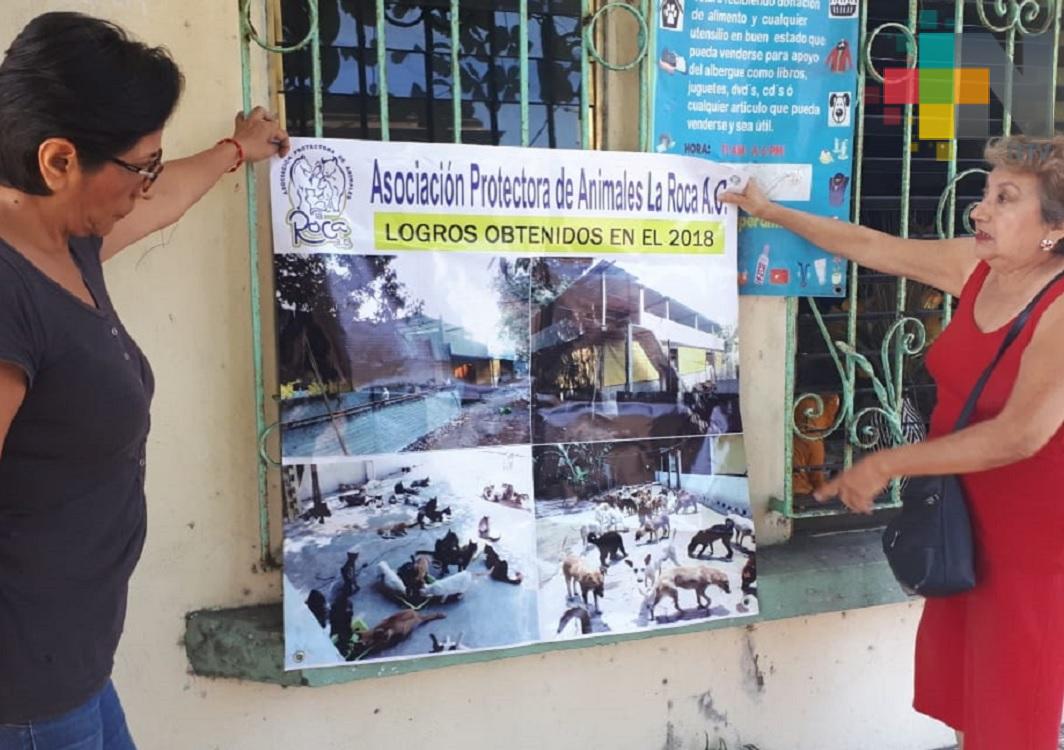 Asociación realizará actividades para cubrir gastos de perros y gatos rescatados