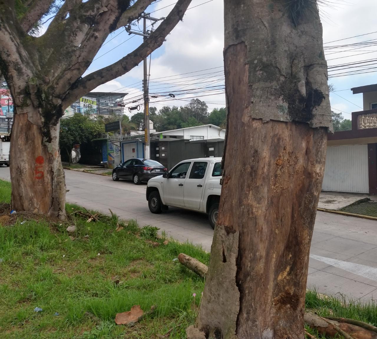 Ayuntamiento de Xalapa poda árboles en mal estado