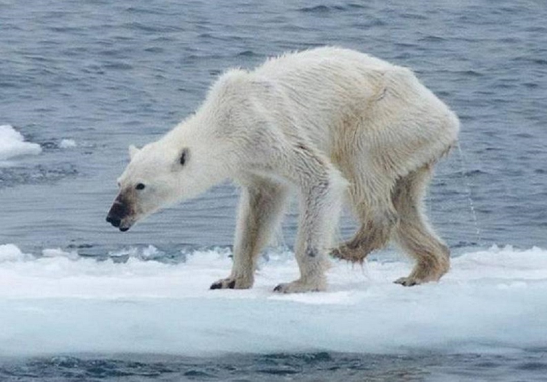 Habitantes en Groenlandia preocupados por el cambio climático