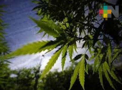 Revocan lineamientos de control sanitario de cannabis y derivados