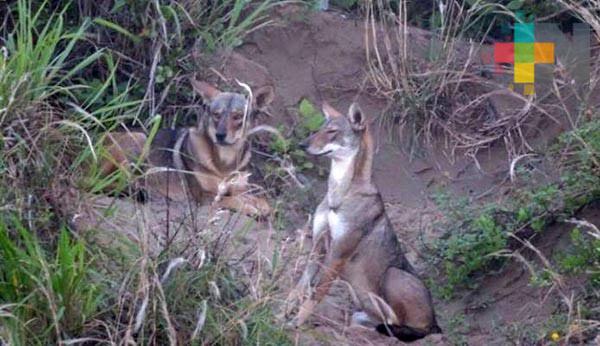 Buscan priorizar la preservación de coyotes en Coatzacoalcos