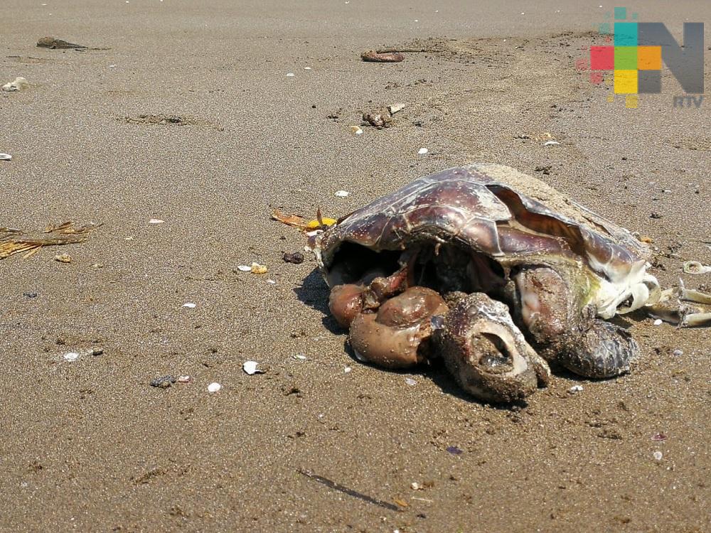 Dos tortugas muertas aparecieron en playas de Coatzacoalcos