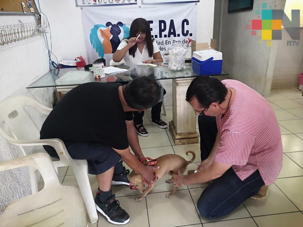 En la Semana Nacional de Vacunación Antirrábica aplicaron más de 12 mil dosis en Coatzacoalcos