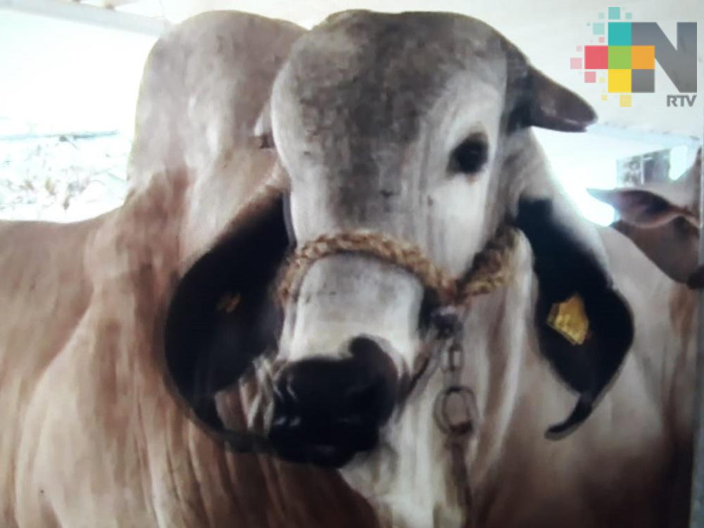 Ganaderos de Veracruz podrán ser afectados por cierre de la frontera con EUA