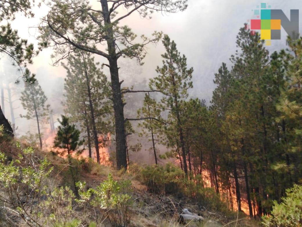 Coordinan esfuerzos PC y SEDEMA para sofocar incendio forestal, en Las Vigas