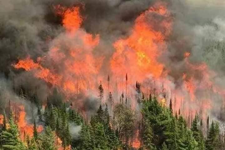 Se contratará personal especializado para determinar daños en vegetación por incendio en Las Vigas