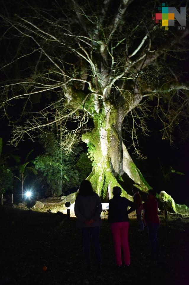La Pochota, el árbol más longevo en la zona centro-norte de Veracruz