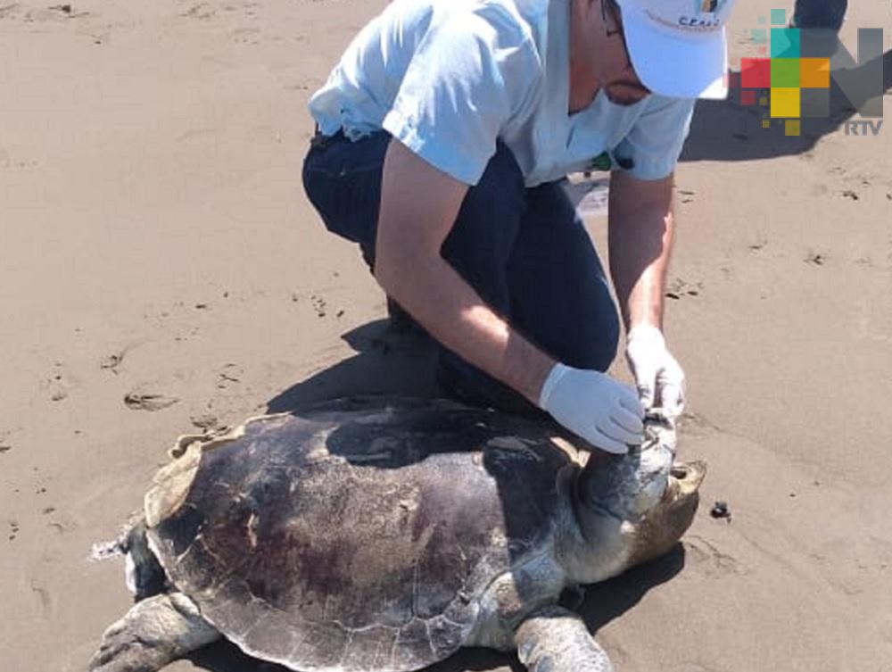 Hallan tortuga muerta en playa de Coatzacoalcos