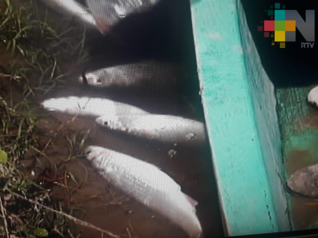 Piden sanción por muerte de peces en el río Bobos