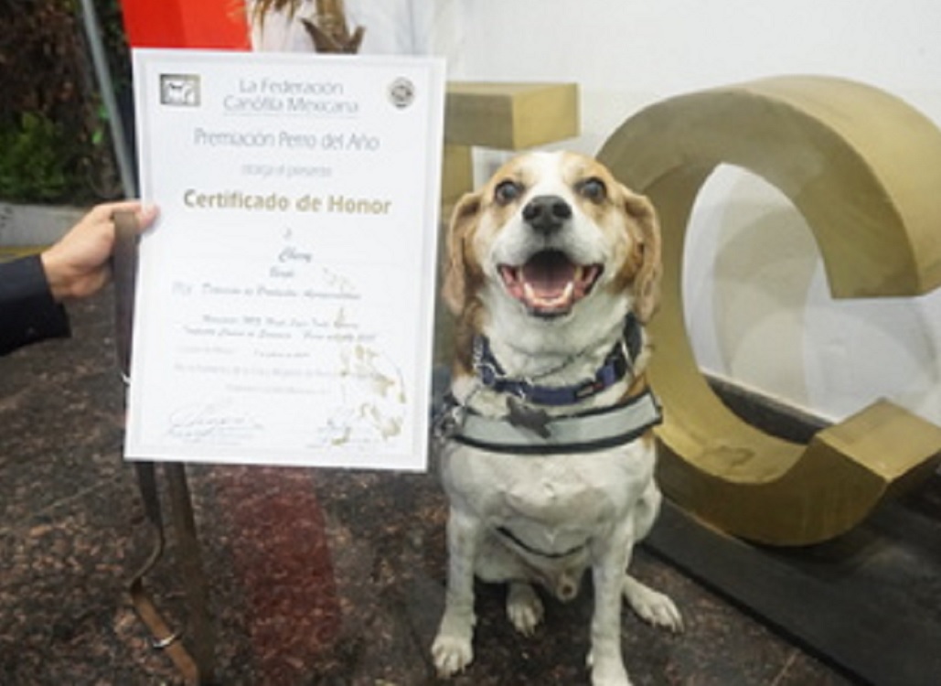 Premian a binomios caninos por su desempeño en protección sanitaria del país