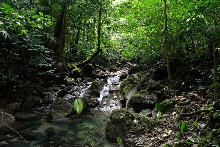 Investigadores descubren nueva especie de helecho