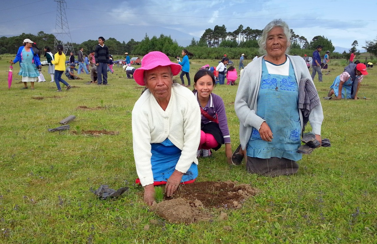 Alcanzar un sector forestal sustentable, competitivo y participativo: CONAFOR
