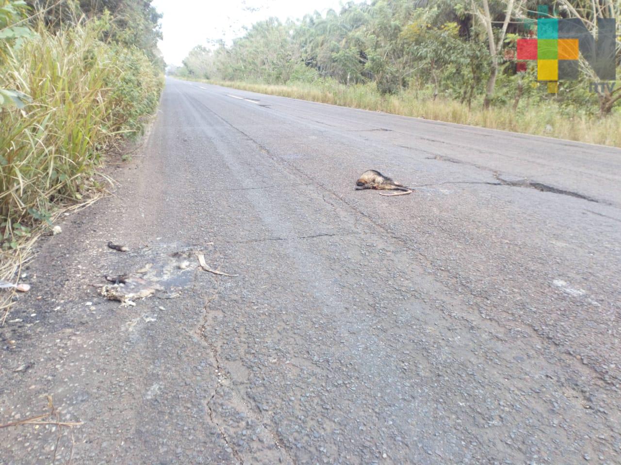 En el sur de Veracruz, continúa la matanza de tlacuaches