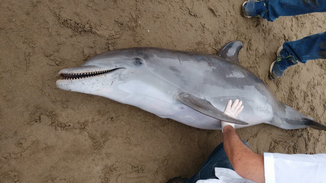 Hallan muerto a un delfín en playas de Coatzacoalcos