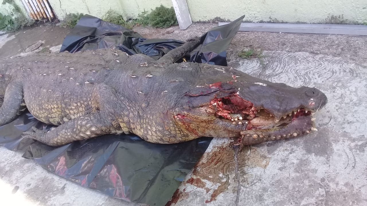 Atropellan a cocodrilo en Las Matas