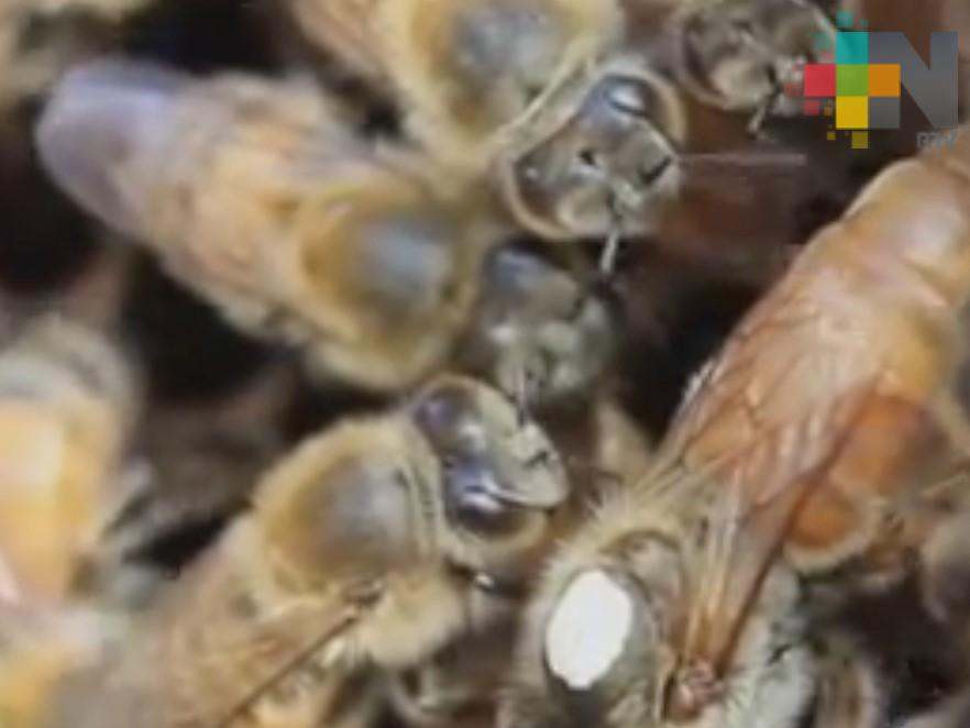 Abeja reina, factor elemental de una apicultura sostenible