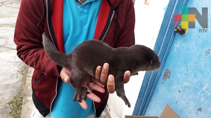 Rescatan dos crías de nutria en Tecolutla