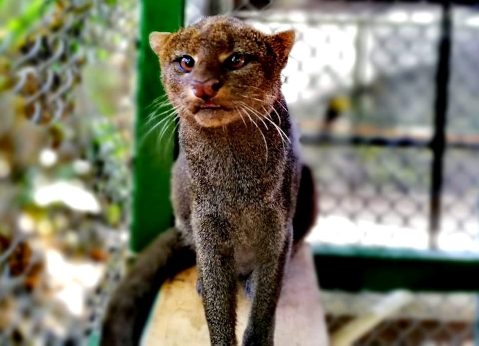 Preparan reproducir en cautiverio a pareja de jaguarundis