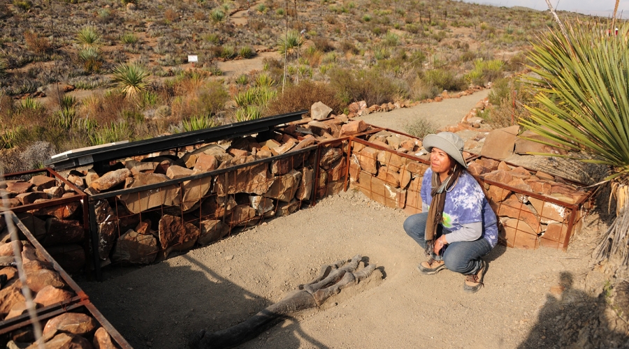 Las mujeres y los fósiles, una amorosa relación de dos siglos