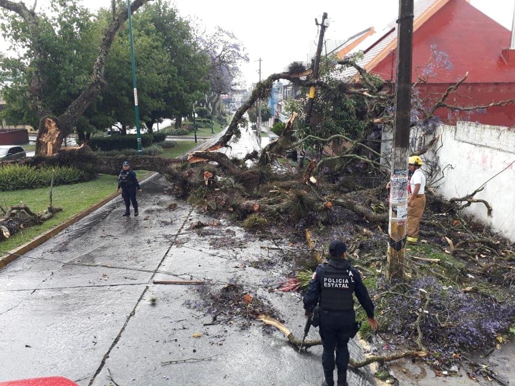 Árboles caídos, vehículos afectados y avenidas inundadas, saldo de la tormenta en Xalapa