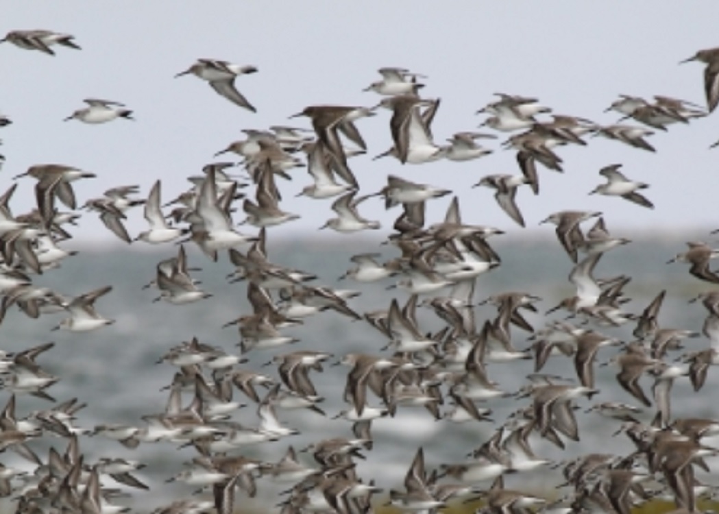 Aves ayudarán a identificar calidad ambiental en Veracruz
