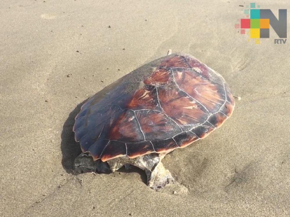 Hallan muerta tortuga marina en playa Gaviotas de Boca del Río