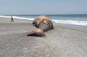Encuentran ballena muerta en playa de Oaxaca