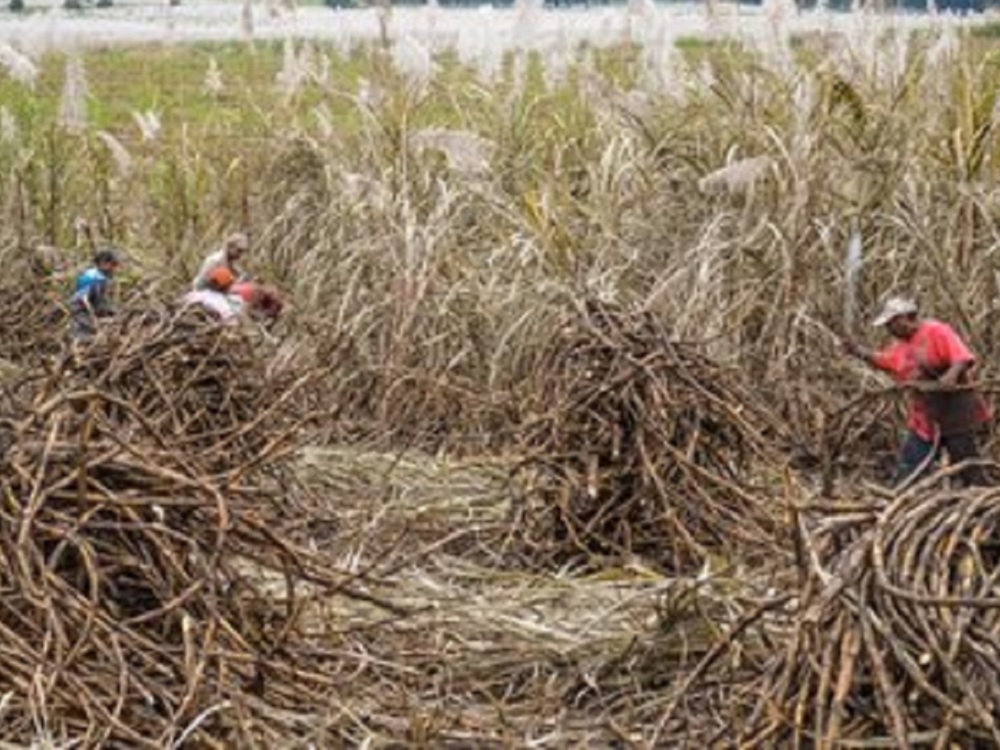 Incorporará Sader al sector cañero en el programa Producción para el Bienestar 2019