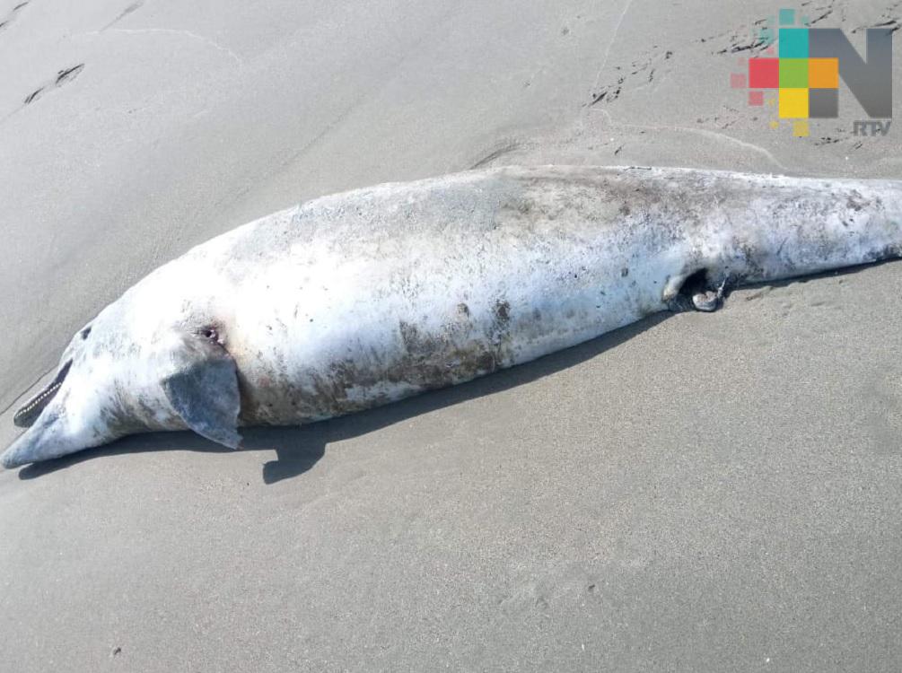 Localizan delfín y tortugas muertas en playa de Las Barillas de Coatzacoalcos