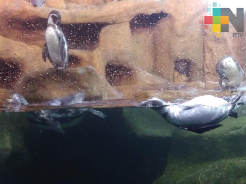 Acuario de Veracruz espera  pronto recibir visitantes