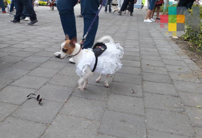 Celebran la Gran Foto Jarocha Perruna en Veracruz puerto