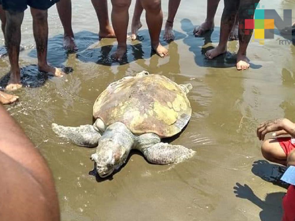 Hallan otra tortuga muerta en playa Jicacal de Coatzacoalcos