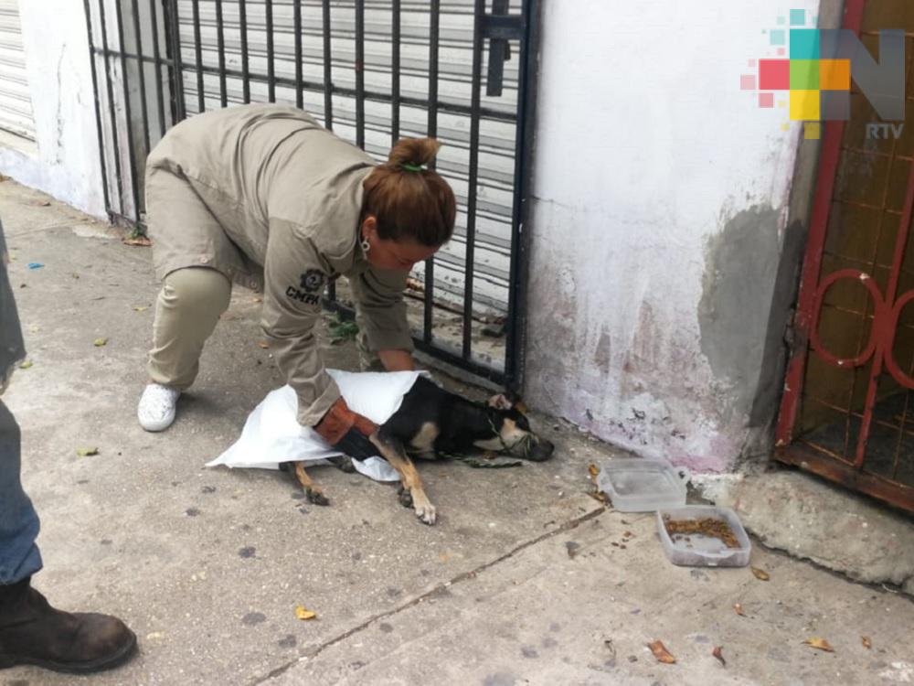 Más de 20 reportes de perros atropellados recibe Protección Animal de Coatza