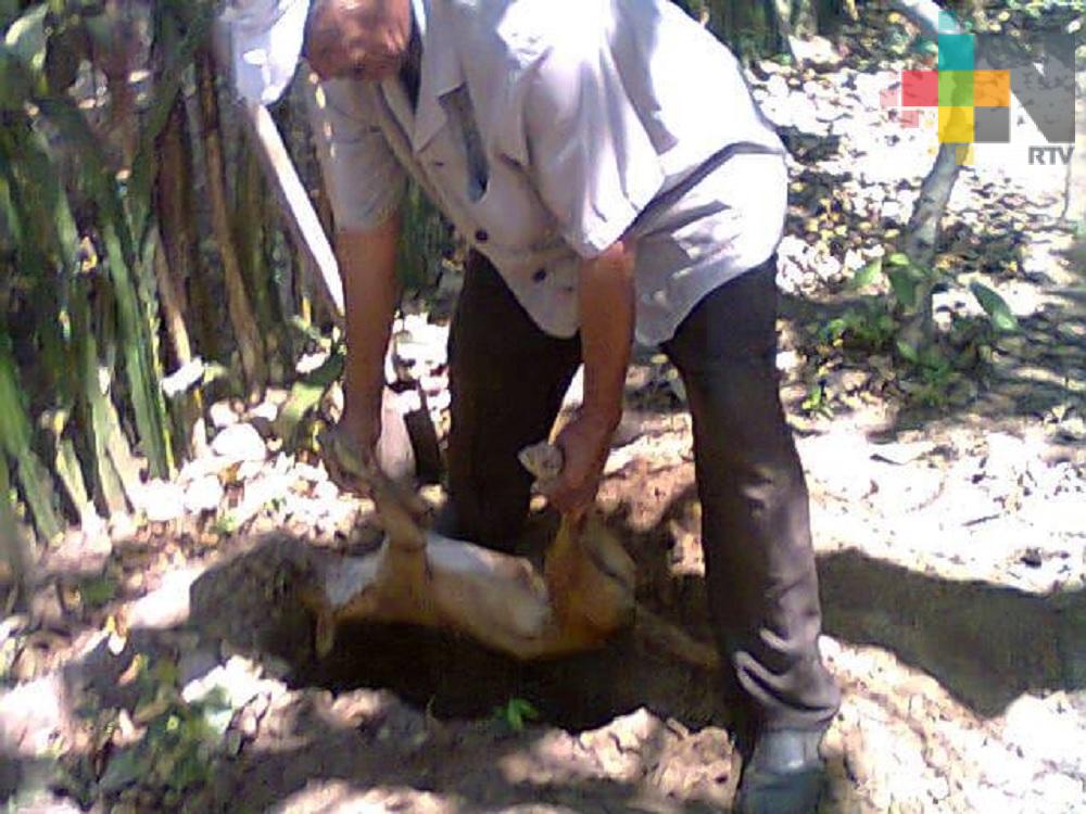 Más de 35 perros y gatos han sido envenenados en el municipio de Oluta