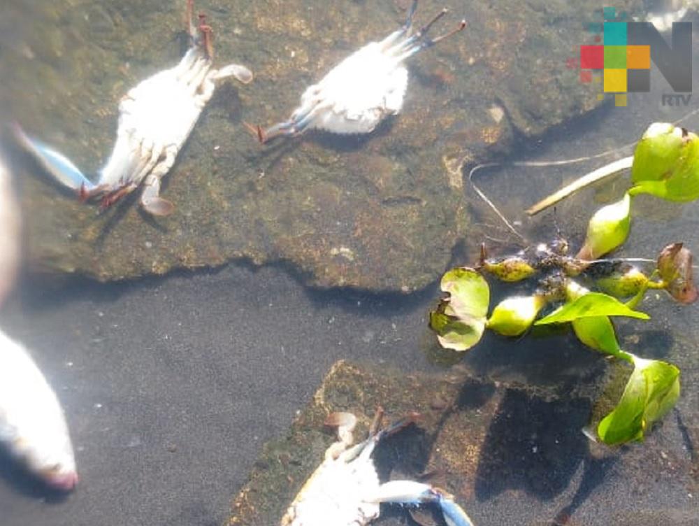 Otro ecocidio en el río Bobos